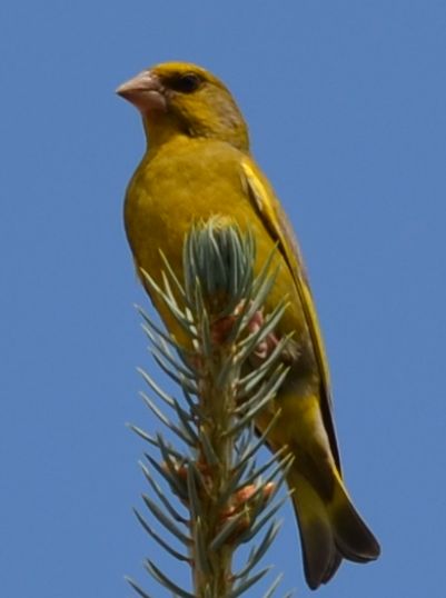 żółty ptak z masywnym dziobem