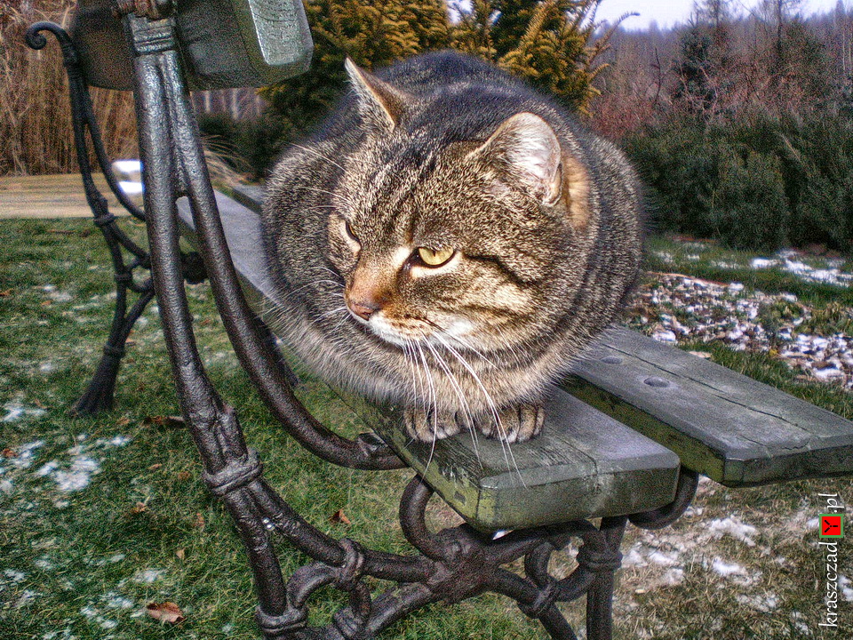 kot na ławce
