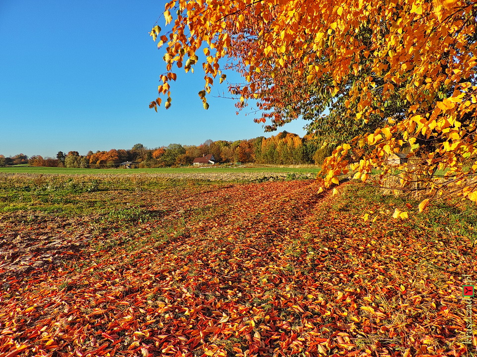 Kolory jesieni w Kraszczadach