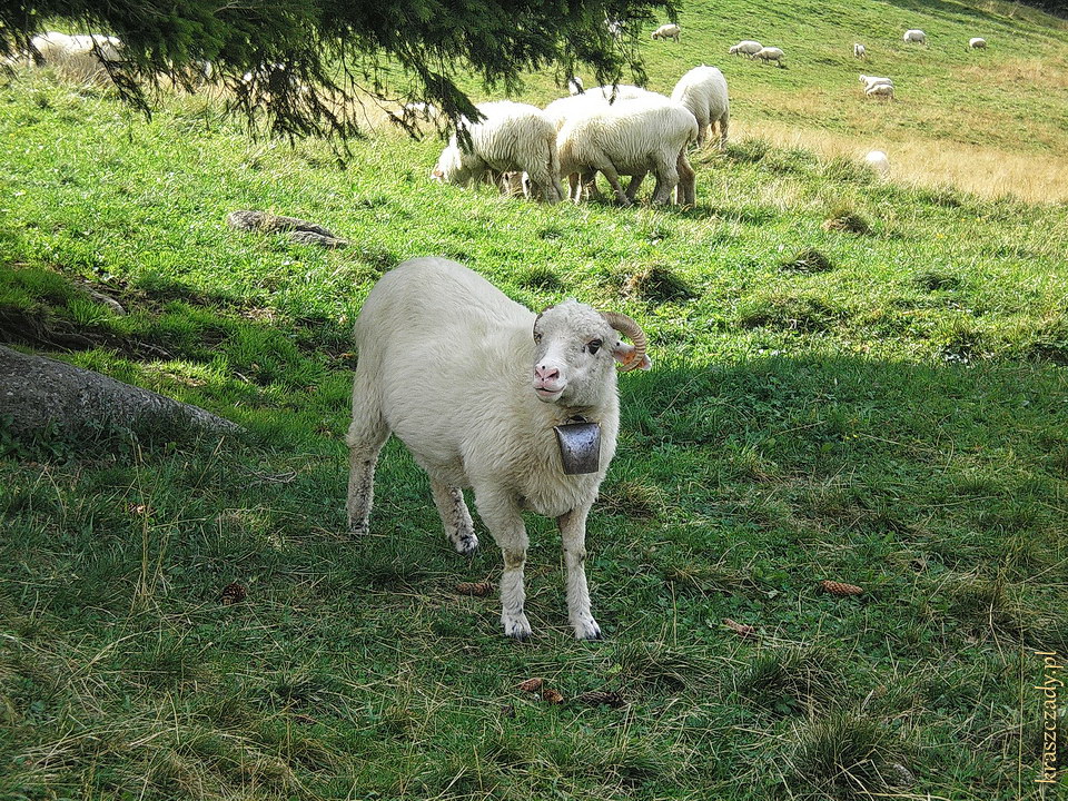 Przewodnik stada owiec