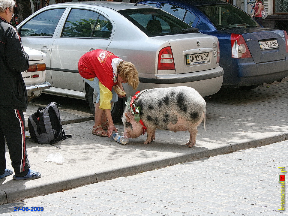 Świnka na ulicy we Lwowie